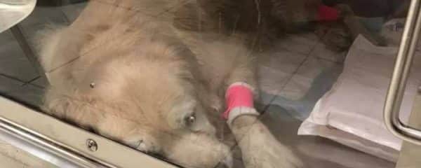 Please everyone, sweet Buttercup needs your prayers! & your help by donating.