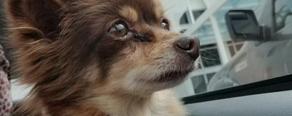 Cinnamon 5 Lbs Long Hair Chihuahua 100 Abandoned Dogs Of