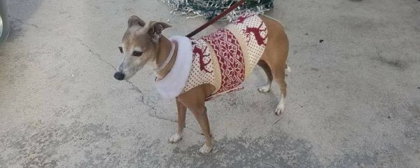 URGENT COURTESY – POST FOUND DOG BOCA RATON FLORIDA 441