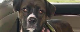 LILLY NEEDS A HOME!