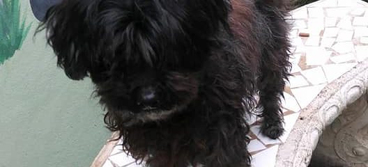 Maci … adopted!!!