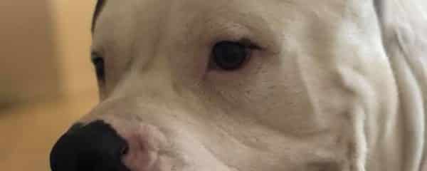 Blue – Where his my forever home?