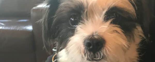 Chelsea 1 year under 10 lbs. Shihtzu terrier mix.