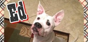 Look at these rescues!!!