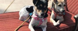 Reign and Joey need a forever home.