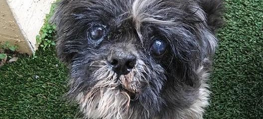 Mario, found his foster to adopt…