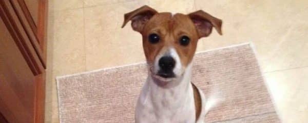 Please help us with a very happy 5th birthday to Trigger!!