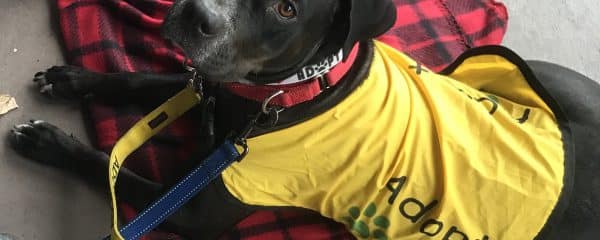 Sweetest Ella is still waiting for her forever home.