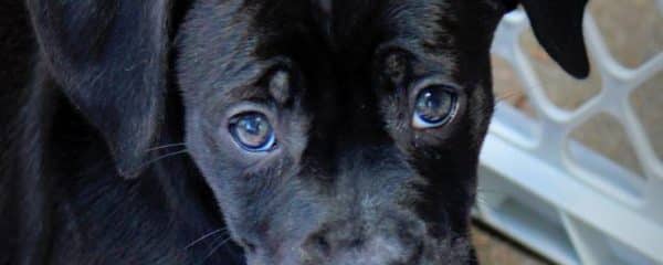 Sweet Esther 8 weeks of age Lab mix puppy