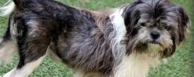 Jackie was rescued from Miami-Dade Animal Services kill shelter.