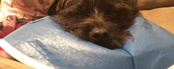 An update from Littles from his foster…