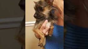 5 Yorkies saved from the shelter…