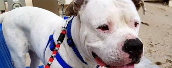 Look at our big boy Blue …