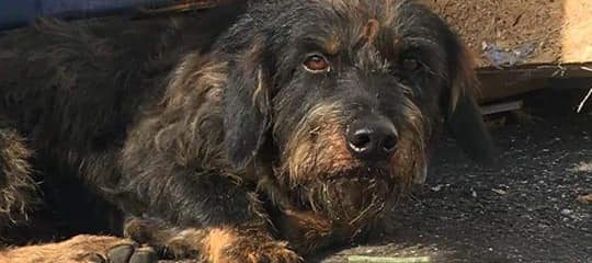 This poor baby – we need your help!
