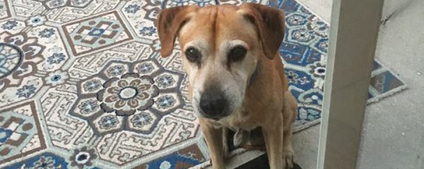 UPDATE OWNER HAS BEEN FOUND!!