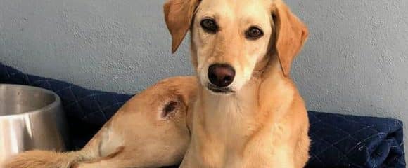 UPDATE OWNER FOUND! REUNITED!