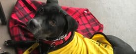 Ella is still waiting for her forever home…