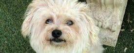 Happy Adoption Day Gilda now Abby!!