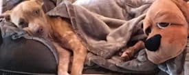 GLORY DEMANDED TO SLEEP IN BED WITH HER 2 NEW MOMMIES & SISTER ROXY!!