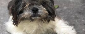 Jackie is still looking for her forever home!!!