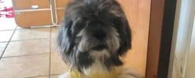 Jackie is a playful shih tzu girl