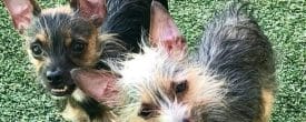 Monkey & Nugget need a forever home…
