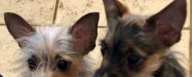 Monkey & Nugget two 5!!! Lb Yorkies are shaking & Trembling in boarding.