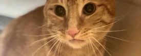 This sweet boy Nigel sadly lost his home after his mommy passed away in front of him.