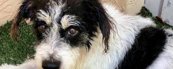PLEASE DONATE FOR SAMMY