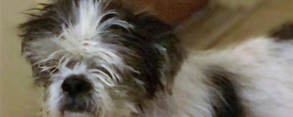 Tico is officially adopted!