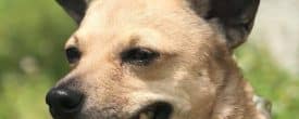WE WILL HAVE LOTS OF BEAUTIFUL DOGS AVAILABLE FOR ADOPTION.