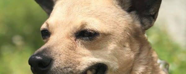 WE WILL HAVE LOTS OF BEAUTIFUL DOGS AVAILABLE FOR ADOPTION.