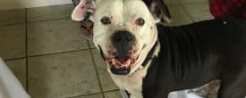 Good morning from Apollo…