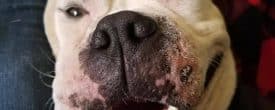 The goofy smiley faces of Apollo!!!