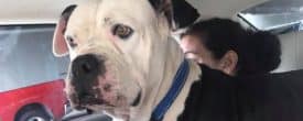 APOLLO HAS LEFT THE KENNEL!!!!
