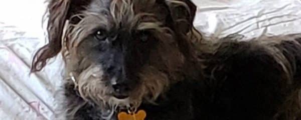 Benji has found his forever home.