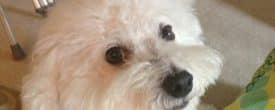 Courtesy Post – 100+ Does NOT have this dog!