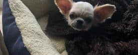 Sweet little 6 lb Daisy is looking for her perfect Forever loving home.