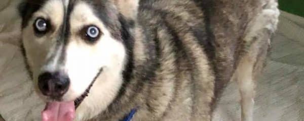 Our magnificent husky Dakota needs a forever home.