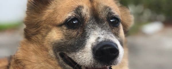 HAPPY ADOPTION DAY FOXY!!!!