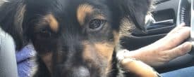Just a puppy – Gunner needs a home…