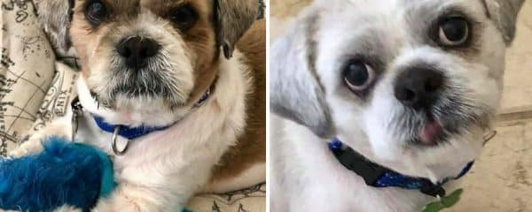 Meet Moses and Judah!