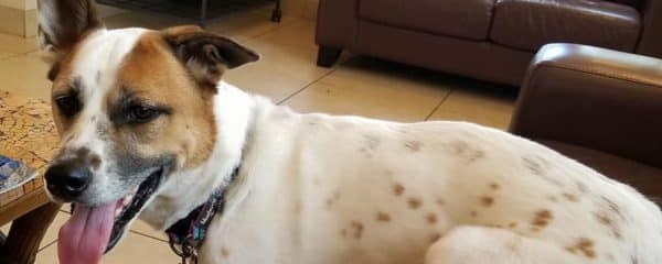 Happy Adoption day Karma Lynn!
