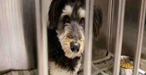 Welcome Kevin to 100+ Abandoned Dogs of Everglades Florida