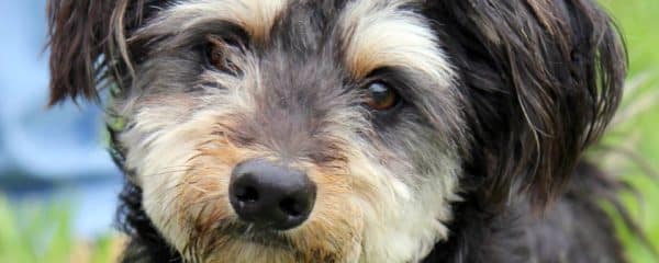 Kevin & Benji Both available for adoption or fostering.