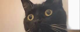 WHERE ARE OUR CAT LOVERS?!
