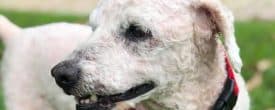 Miles, nothing but love in this boy. He is 6 years of age, 25lb poodle.