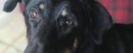 Looking to add an amazing rescue dog for your family?