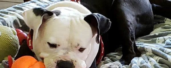 APOLLO IS OFFICIALLY ADOPTED!