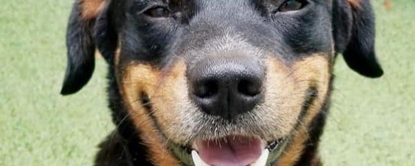 BRIAN NEEDS A HOME!!